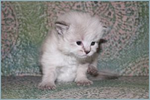 Male Siberian Kitten from Deedlebug Siberian